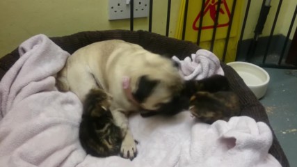 UK: Peppa the pug becomes unexpected mother to 3 abandoned kittens