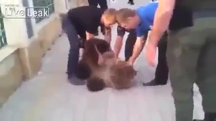 Чеченци гонят избягала мечка от зоопарка