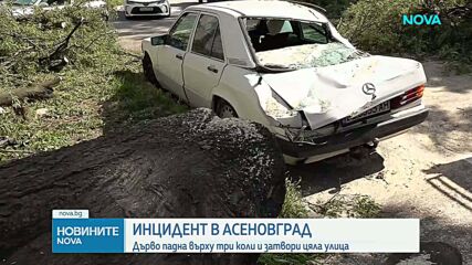 Дърво падна върху три автомобила в Асеновград