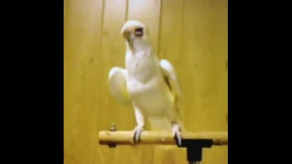 Тоя папагал е много луд!