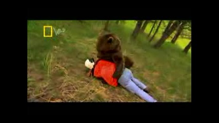 Grizzly Bear Power
