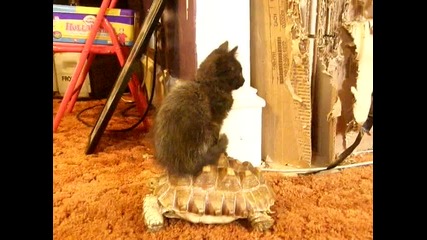 Котка язди костенурка 