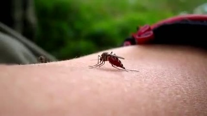 Комар пие кръвта на човек!
