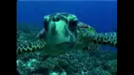 Turtle