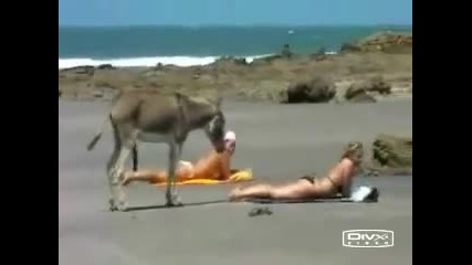 [смях] Палаво магаре на плажа