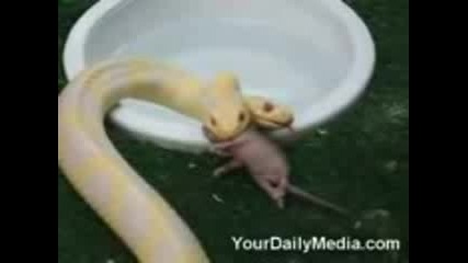 Змия с 2 глави