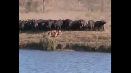 Buffalo Vs. Lion - - -  Awsome Battle