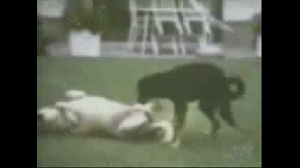 Смешни Но Много Болезнени Кадри