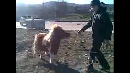 horse dancing