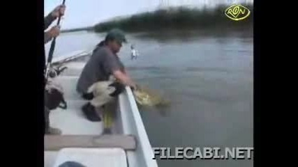 лов на сом