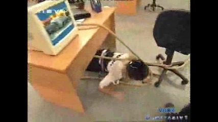 Целуни задника на шефа - Vip Brother 3
