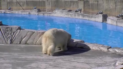 Maruyama Zoo - Polar Bears, полярна мечка