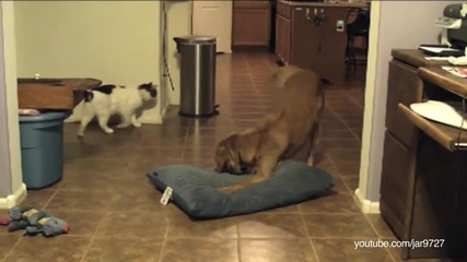 Котки завземет кучешките легла - смях!