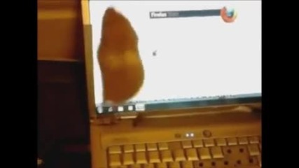 Хамстер танцува пред лаптоп Смях 