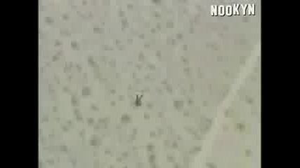 Ако няма риск, няма забава!