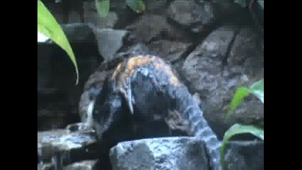 Каква Ли Е Тая Маймуна