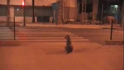 Бездомно куче дисциплиниран пешеходец ,пресича улицата на зелен светофар