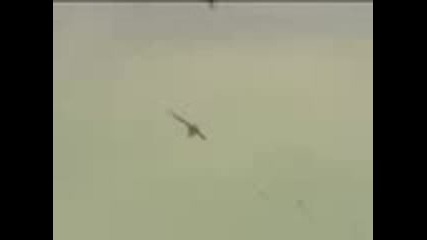 Air Show Accident