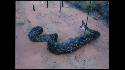 Змия Която Тежи 1, 7тона 