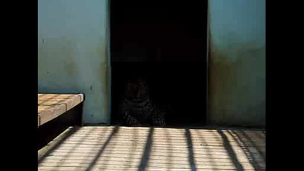 ягоар