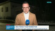 Нов случай на мъж и жена, изтезавали животни, заснемали насилието и продавали видеата