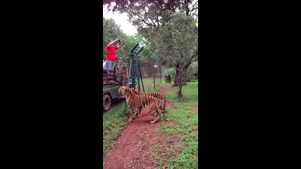 Гладен тигър скача ,за да хване закуската си