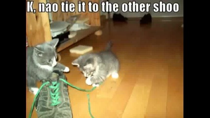 Много Смешни Котки ;d 11 част