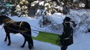 Ски-джоринг – с коне през снега