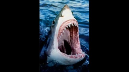 Чудовищни акули 