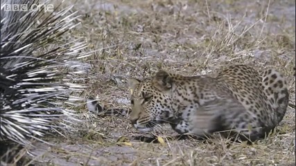 [ H D ] Leopard Vs Porcupine