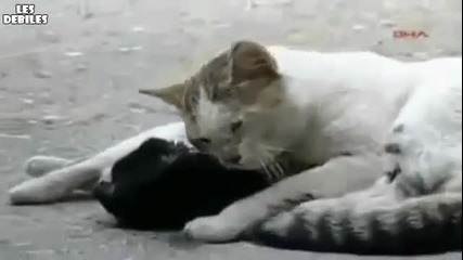 Котка се опитва да спаси своя мъртъв приятел!