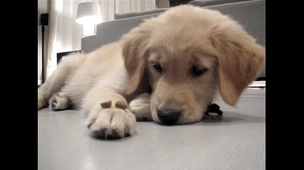 Peanut our Golden Retriever puppy told to _leave It_