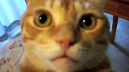 Supercats _ Episode 2