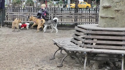 Kучето Мишка в "new York"