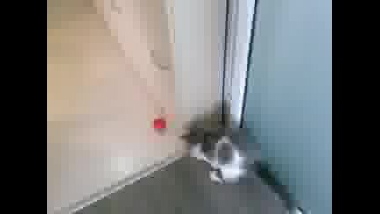 Карина