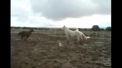 Horses Running in a Muddy Corral
