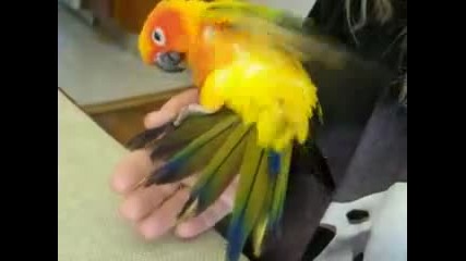 Папагалче, което обича да се гушка 