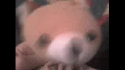 Bear.3gp