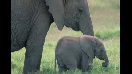Колко Слончето Тежи? - Песнички От Детството 