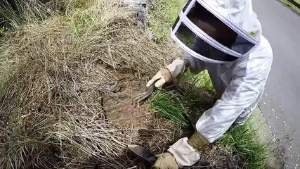 Масивен рояк оси излизат на повърхността при разкопка в Нова Зеландия!