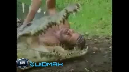Мъж Хваща Крокодил С Голи Раце 