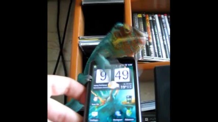 Хамелеон нереагиращ върху телефон