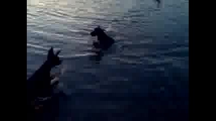 Блек и Аноар русалките