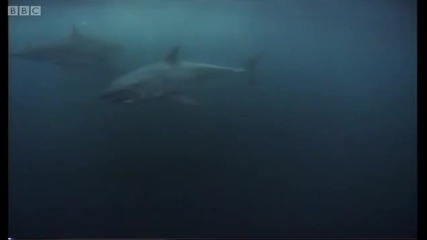 Great White shark feeding - Wildlife Specials Great White Shark - Bbc 