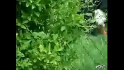 Куче - Маниак