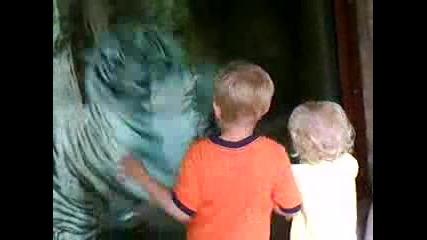 White Tiger attacks little boy 