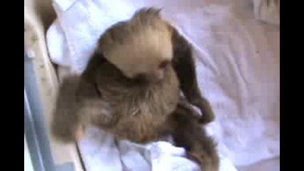забавни животинчета