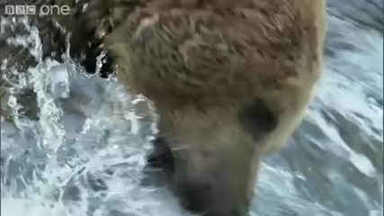 Grizzly Bears Catching Salmon 