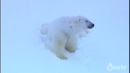 Една влюбена полярна мечка... 