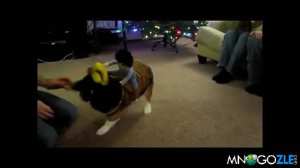 Кучешко родео